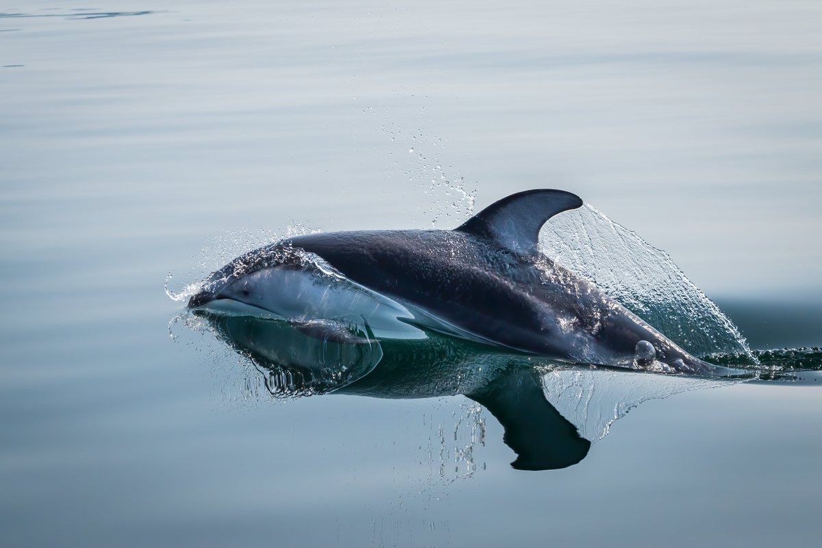 gm!

Who loves dolphins? ❤️🐬