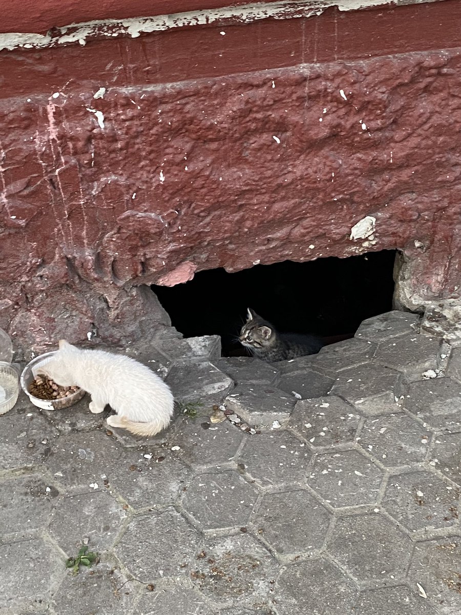 гомель!!!
ребята, нужна помощь с котятками! котятки находятся на кирова 59, на вид им месяца два, только начали вылазить из подвала🥺
может кому нужен пушистый дружок? два кремовых, полосатый, серый, рыжий эд ширан и их мама!
#гомель
репост, пожалуйста!