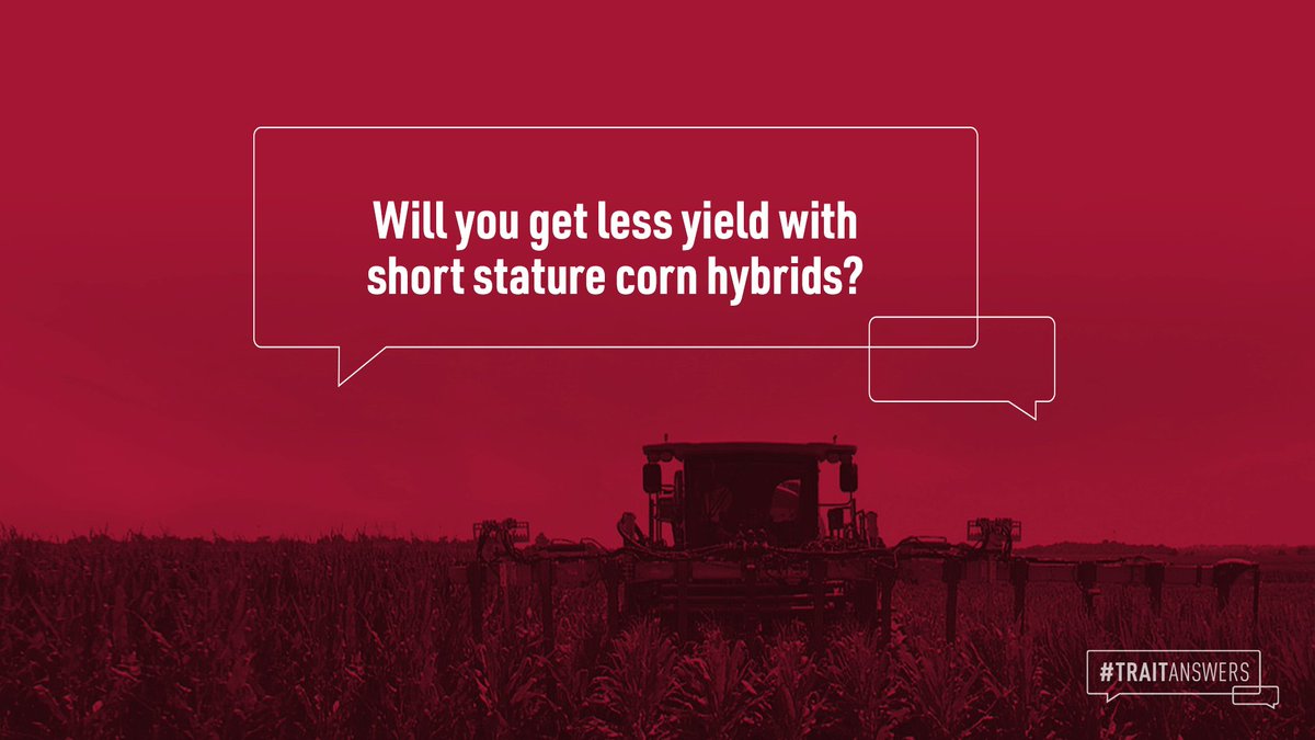 BayerTraits's tweet image. Short stature corn is very new and you may have some misconceptions. Learn the truth about short stature corn hybrids. bit.ly/3MneXar #SmartCornSystem 🌽