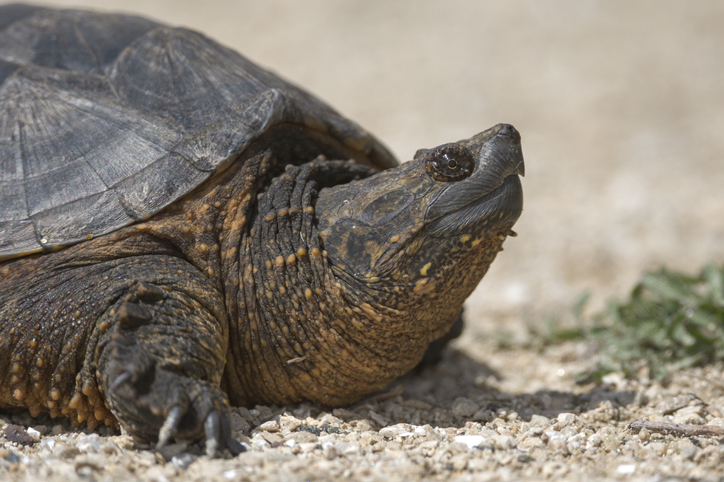 cityofguelph's tweet photo. Guelph is the kind of city where we brake for crossing turtles. It's nesting season, so keep your eye on the roads and trails and avoid driving on gravel shoulders near wetlands. Learn where to report a high-risk turtle nest or injured turtle: https://t.co/b0hXOv70lm https://t.co/RYTE1ihRft