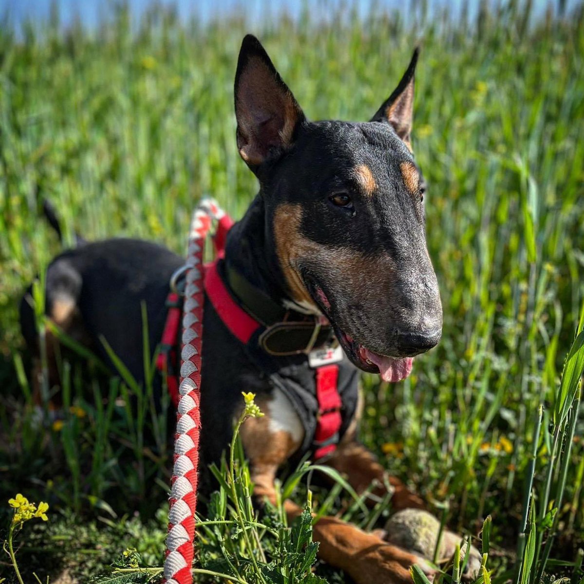 La_Linea_Verde's tweet photo. RAYO ⚡️ 
Míranos a Los Ojos
Repetimos: el abandono de perros de raza no exis… 🤯🤯
Rayo tiene 9 años y es una víctima más del abandono. 😣 Tras el divorcio de su supuesta familia, decidieron que el mejor lugar para Rayo era un chenil. 
34 685 62 56 59. ☎️ https://t.co/pxZr0NQ05I