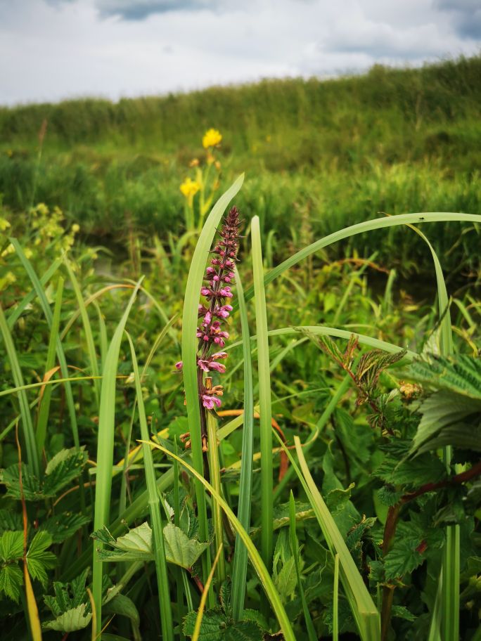 The Fens tweet media