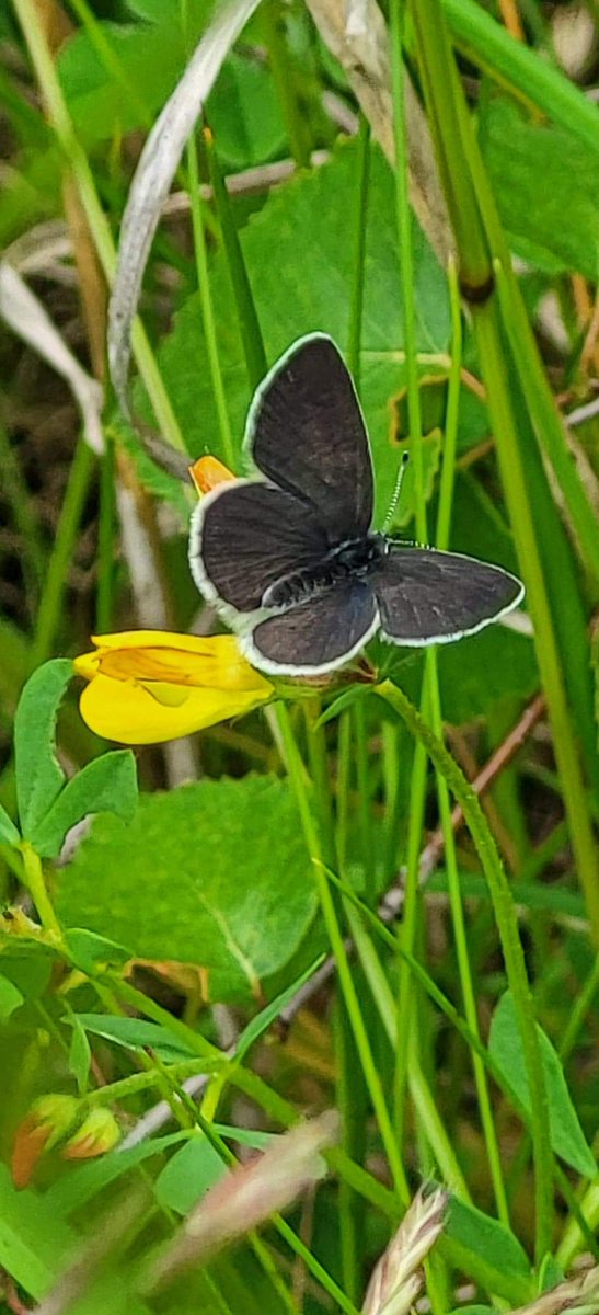 LGa377's tweet photo. @ukorchids Almost 150 Bee Orchids at a site near Barnsley also at least 7 Small Blues roosting https://t.co/ScjXxx4Avt