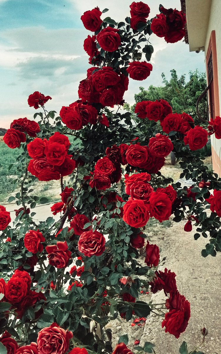 Rumeysaa08_'s tweet photo. " Bir gül ararım
   Yetmiş bir diken batsın ellerime.. " https://t.co/6Un5NoQjWf