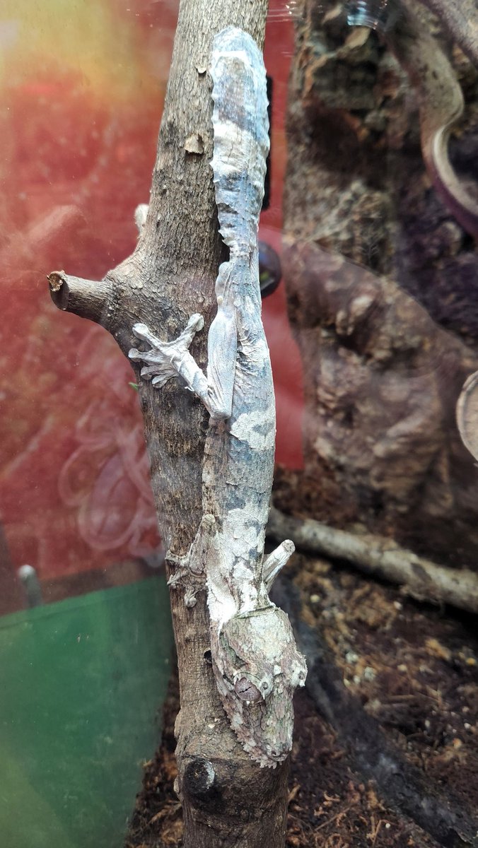 dr_angryfossil's tweet image. The @NHMU was amazing. Thank you for a wonderful evening! Put it on your must see list if you come to Salt Lake City.