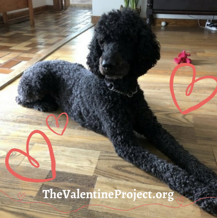 The Valentine Project tweet media