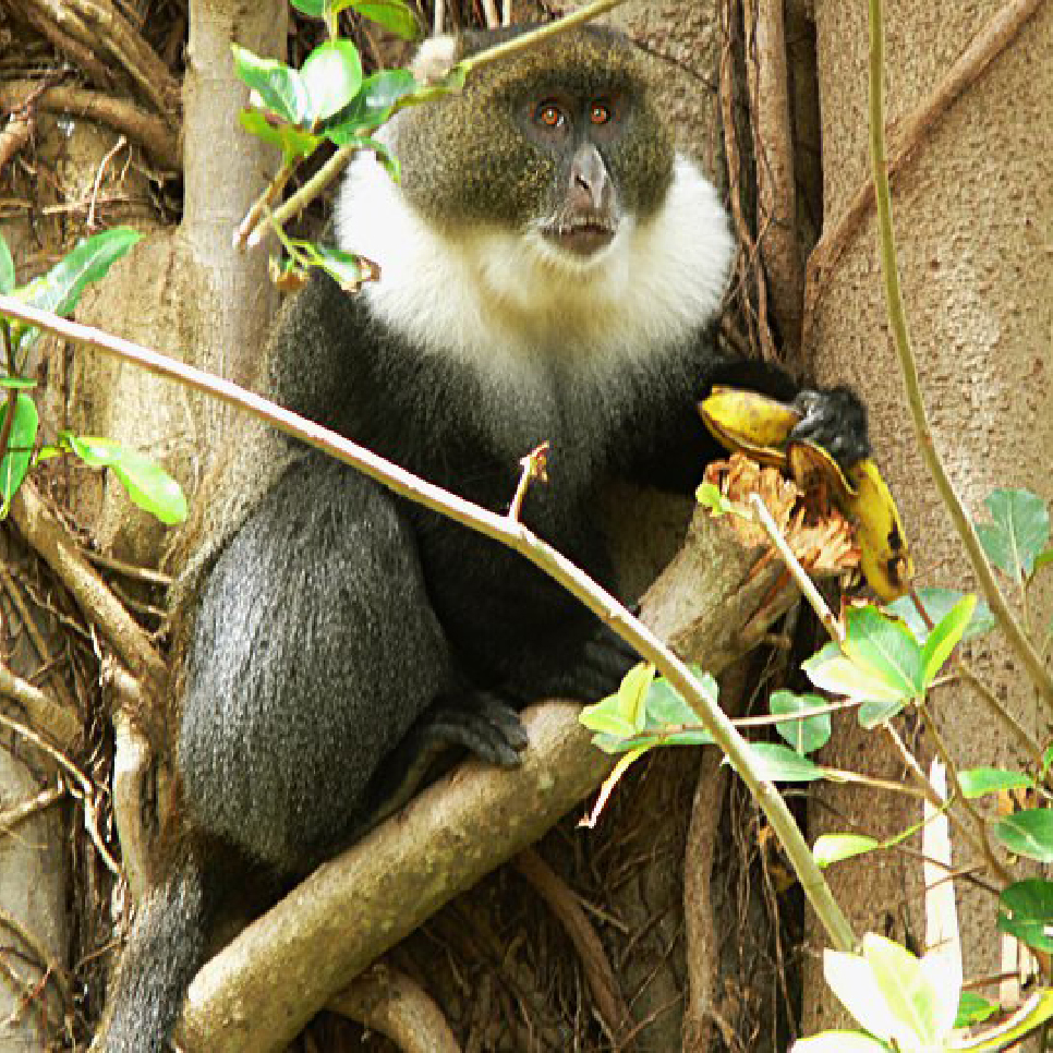 FreedomDeployer's tweet photo. This Sykes Monkey NFT should be rare. I might not have any more shots but I will look at old hard drives. The only Sykes Monkey I encountered. #Freedommonkey #0011 listed for 0.06 ETH. https://t.co/qi3ziJOXpg #NFTCommunity #NFT #NFTdrops #newnftproject #newNFTs #newnft #monkeynft https://t.co/KkTTPra0oC