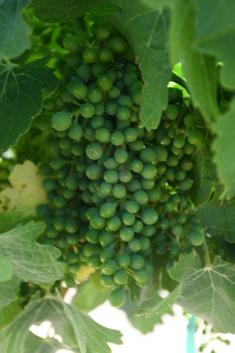 Wonderful Wines of Willcox, AZ

willcoxwinecountry.org

#arizona #arizonawine #wine #vineyard #festival #livemusic #willcox #willcoxwine