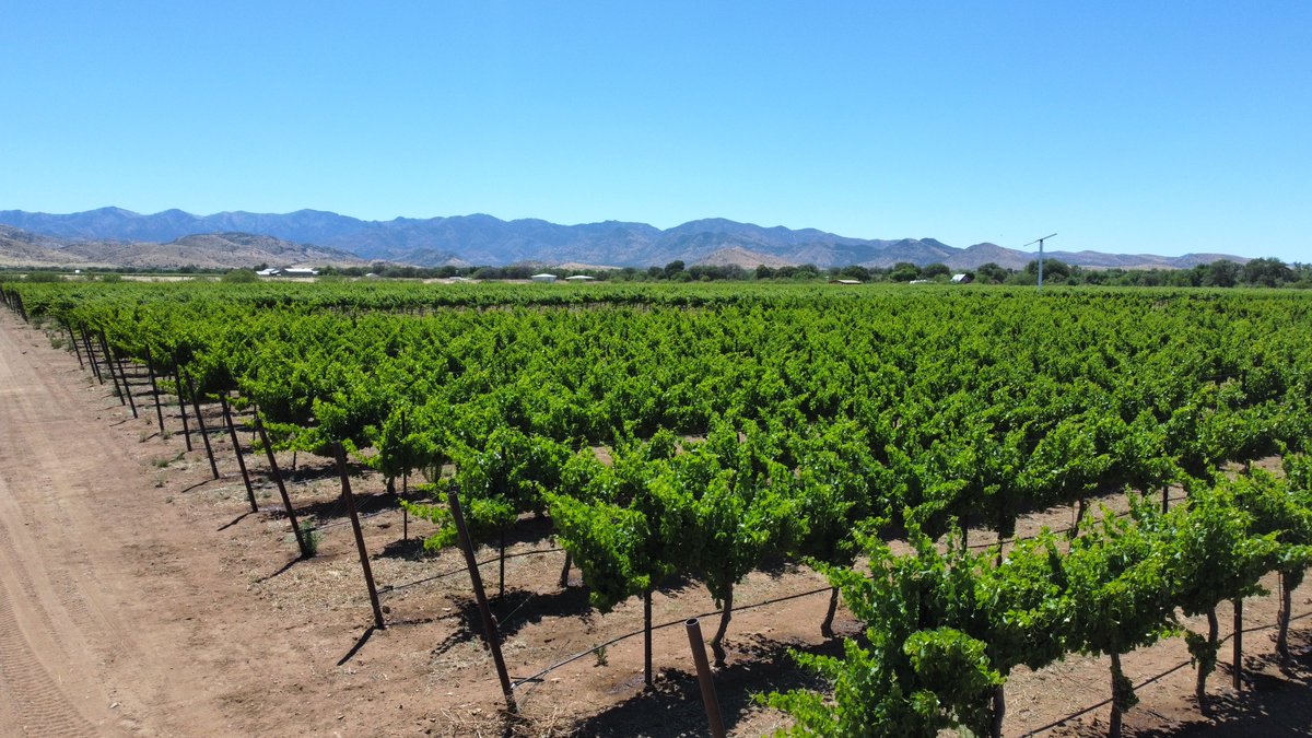 The best grape growing region in Arizona!

willcoxwinecountry.org

#arizona #arizonawine #wine #vineyard #festival #livemusic #willcox #willcoxwine