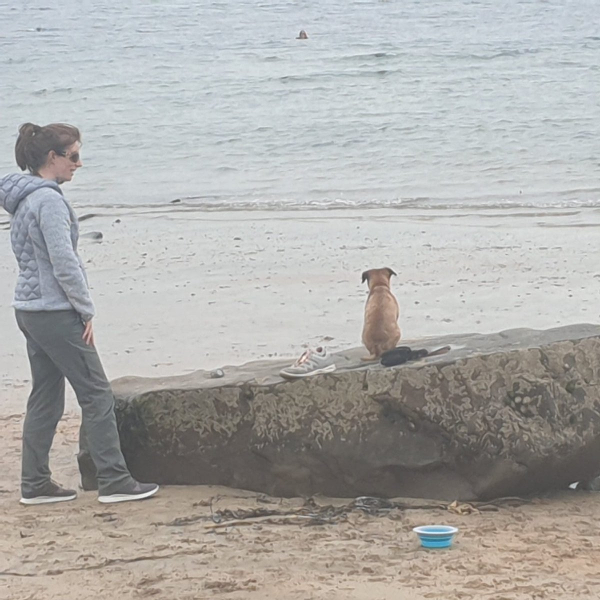 N dere was 1 more thing ... had my first sea swim.  Carried in twice n made to swim back.  Scary pals.  We not sure when we try again.  Here's me waitin fur M to get back out n worryin a bit.  4/4 #bankhols #btposse #notaseadog