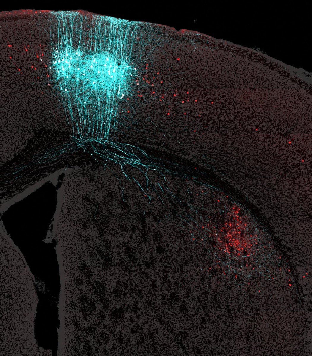 We are excited to announce that Dr. Anders Nelson (@andersmnelson) will join the Center for Neural Science at NYU, with his lab opening in 2023!
andersmnelson.com