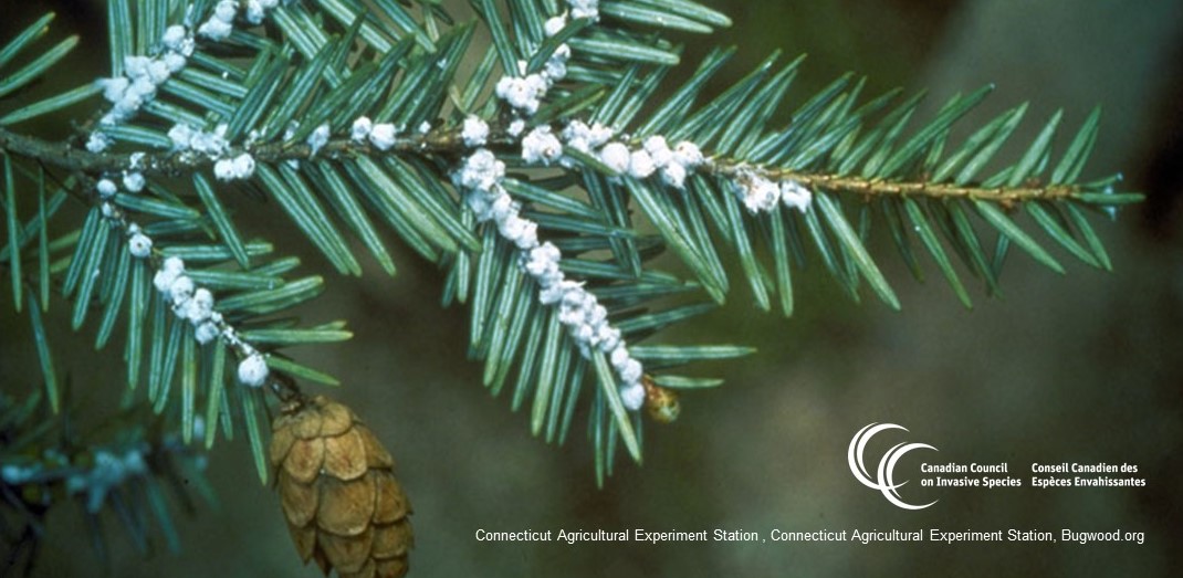 CanadaInvasives's tweet image. Invasive Hemlock Woolly Adelgid was recently found in Nova Scotian counties of Lunenburg and Kings, as well as in Fort Erie, ON. As a result, moving wood products from these areas to non-infested areas is now prohibited. Learn more here: inspection.canada.ca/plant-health/i…
#BuyLocalBurnLocal