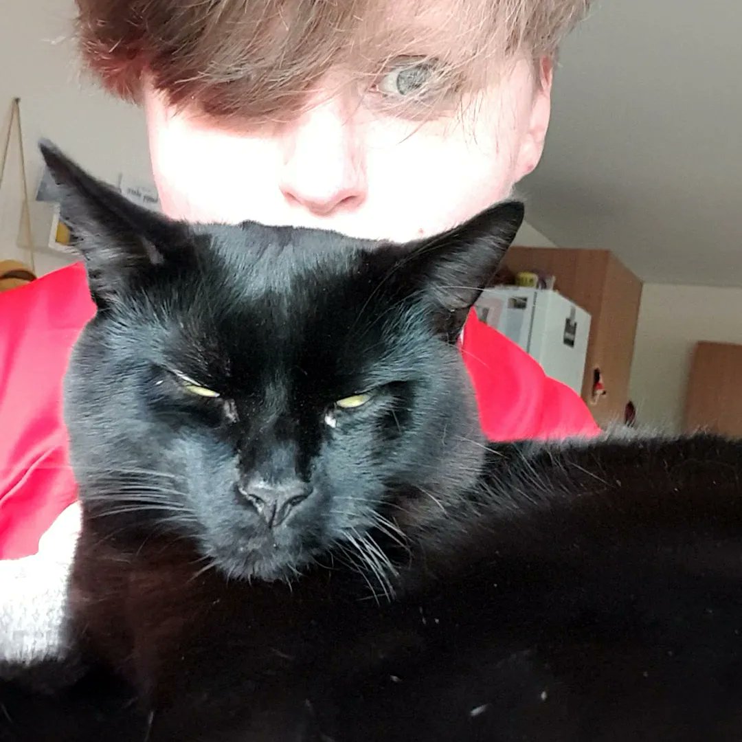 KayePJ26's tweet photo. Hes cute, sleepy and a lil grumpy that I woke him up #CatsOfTwitter https://t.co/5ptq4FP7el
