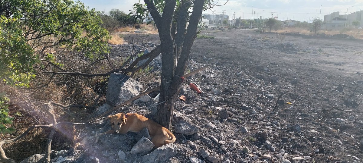 sanmnava's tweet photo. Me encontraron amarrada sin agua en Qro., ayúdame a encontrar hogar. Tengo 4-6 meses y soy tranquila y sociable. #AdoptaNoCompres https://t.co/0Li4dtrSvK