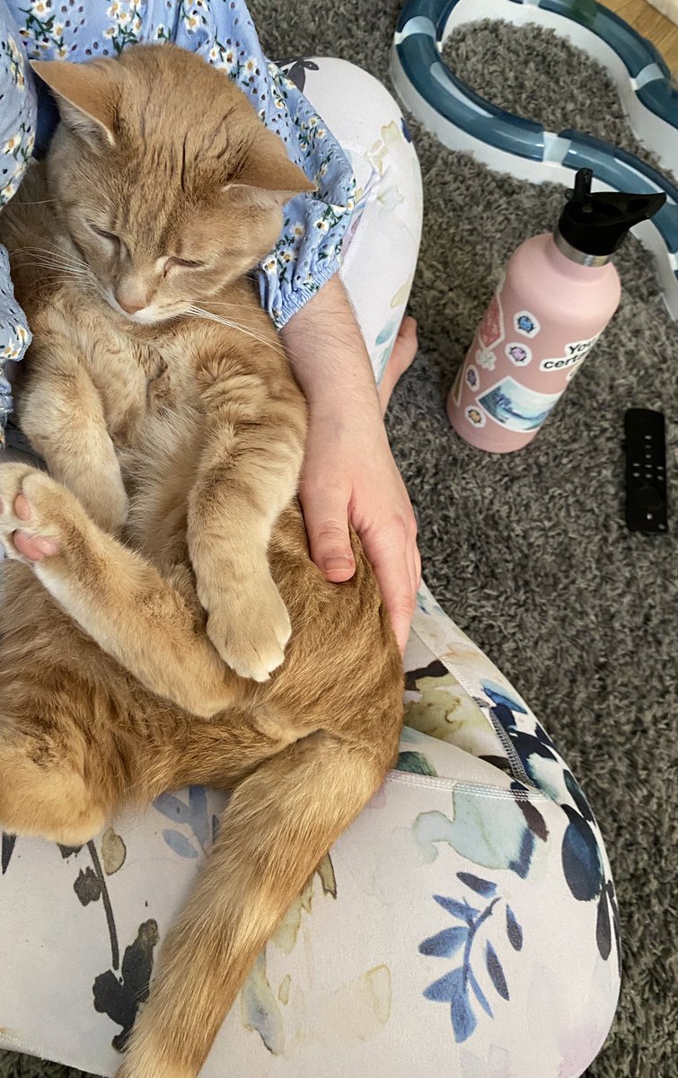 We’ve hit 11K raised!!! Thank you so much! twitch.tv/fundfreyja 

And for people who were asking to see our little supporter: