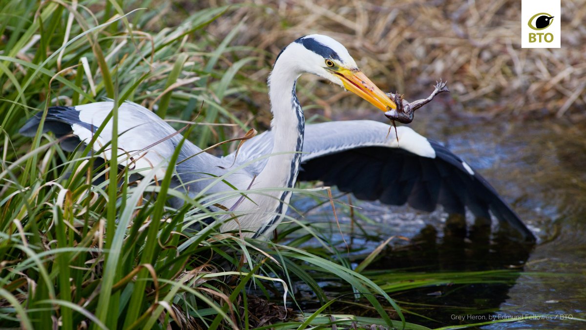 Adult Herons typically adjust their feeding behaviour so that they can provide their chicks with appropriately sized food. Young chicks are fed on smaller prey items, with prey size only increasing as the chicks grow. <a href="/BBCSpringwatch/">BBC Springwatch</a> #Springwatch