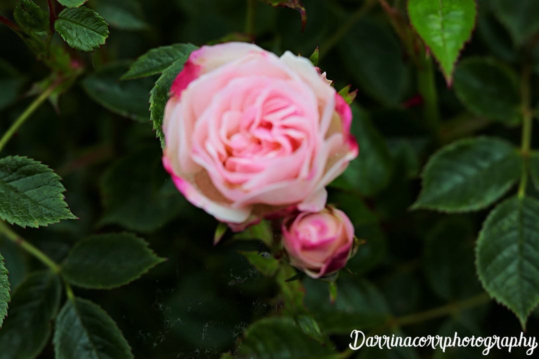 Darrinacorr's tweet photo. When beauty comes within
it can’t help, but naturally blossom on the outside
#photography #armaghphotographer #roses #rosephotography #pinkrosesaremyfavorite #canonphotography #canon250d #canon250dphotography #50mmlens #50mmphotography https://t.co/MWV4TGWHgE