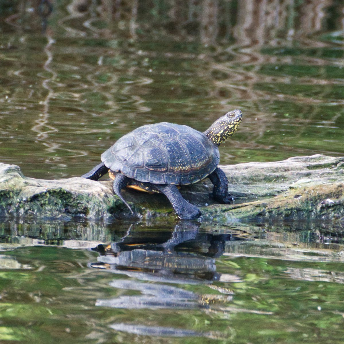 swaninga_fotos's tweet photo. Nach etwas Recherche hรคtte ich ja auf Sumpfschildkrรถte getippt. Aber da die in Deutschland wohl nahezu ausgestorben ist weiร ich auch nicht. Aufgenommen am Wochenende in der Wagbachniederung #turtlephotography https://t.co/LzgqYDQJG2