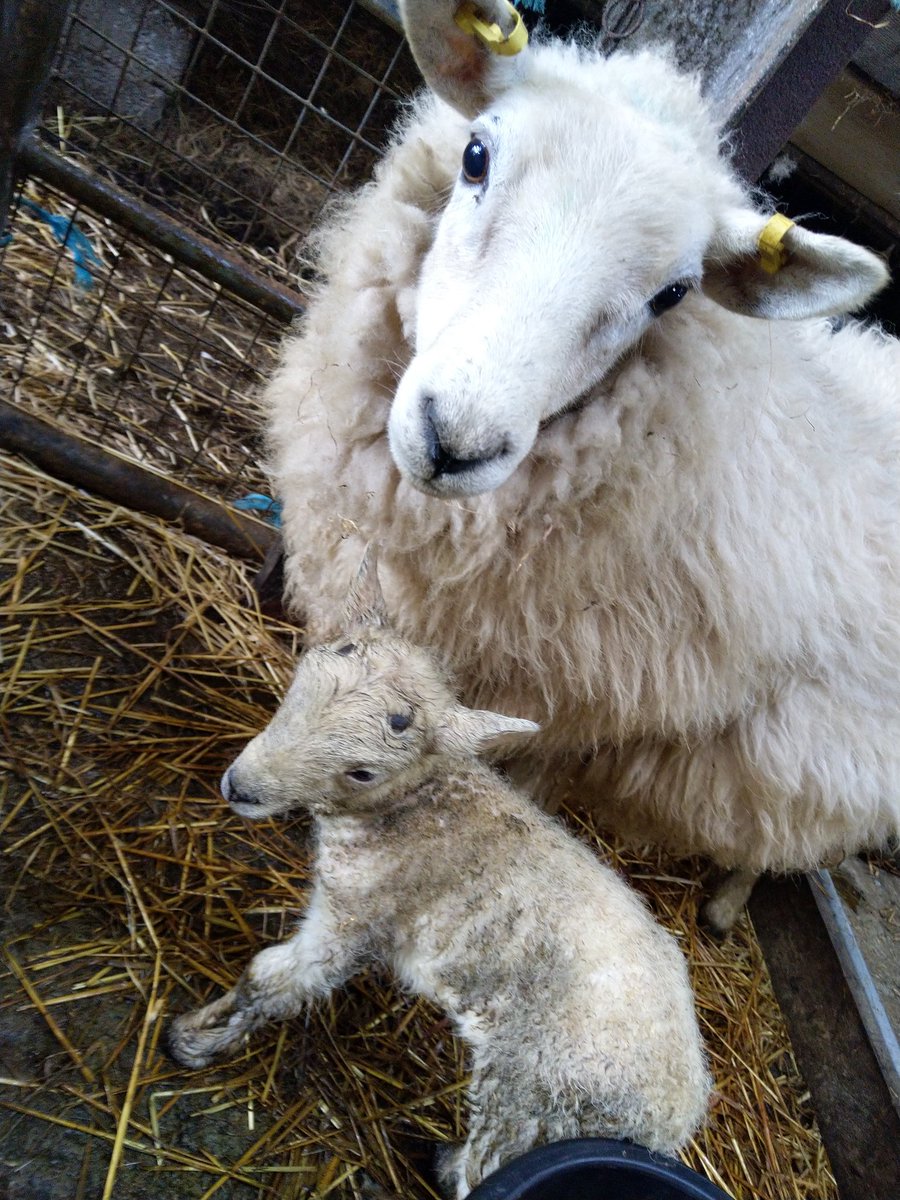 teena_mj's tweet photo. The last 2 sheep lambed this morning! It's over! No more early mornings and late nights. #lambing22 #croftlife https://t.co/MpH9Wfhrk1