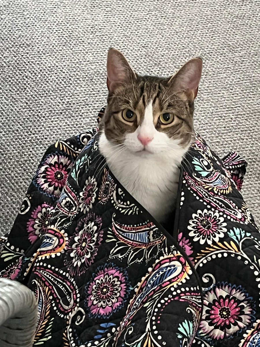 highsteve2's tweet photo. Scout is otherwise known as Baby Man and likes bags https://t.co/FcwbzyC0Te