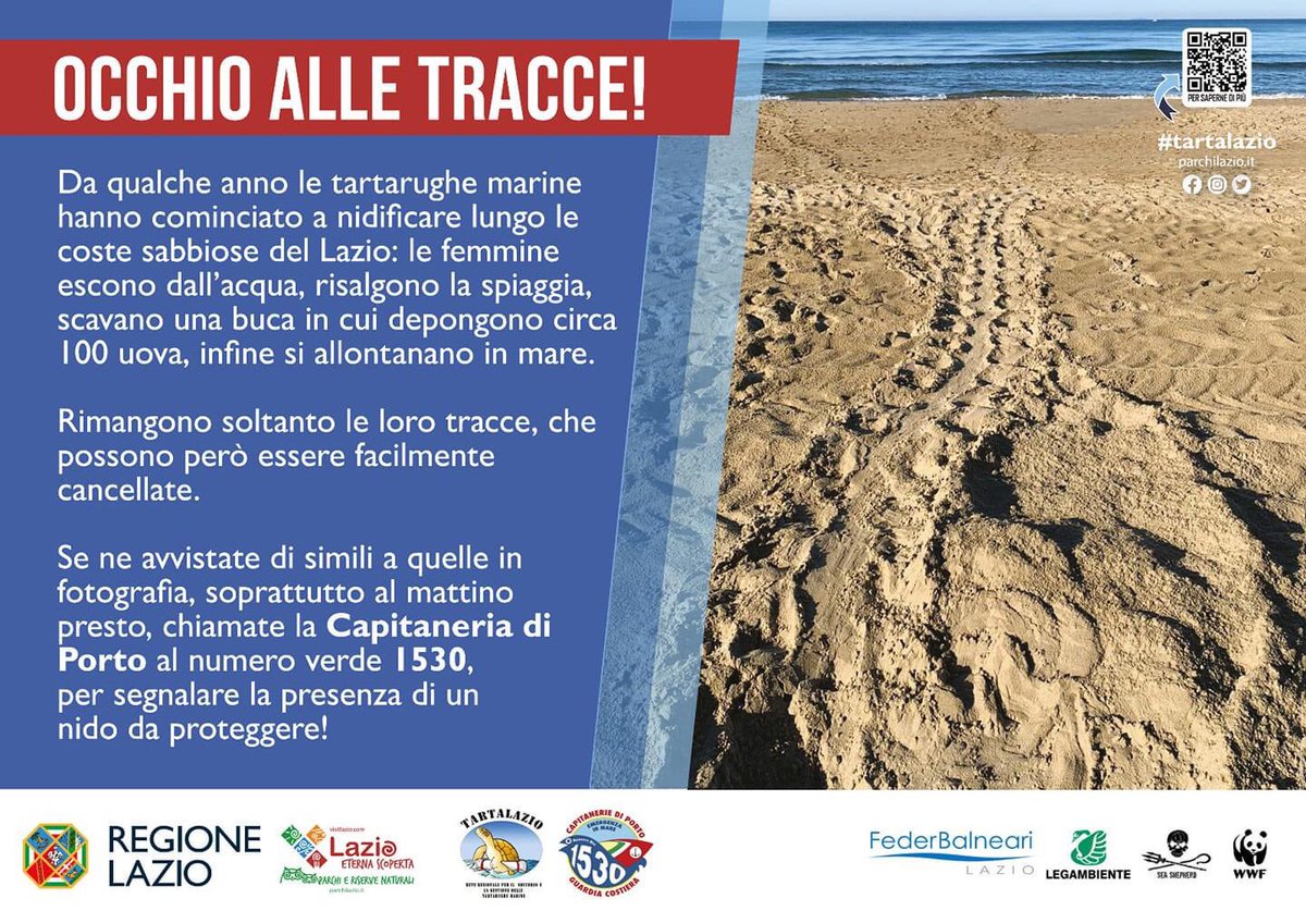 CignoVerde's tweet photo. #I❤️tarta unisciti ai #tartawatchers ! Gruppo locale Ostia cerca volontari per allargare la squadra per monitoraggio scrivici alla mail legambiente@ostiamediterranea.it https://t.co/l7GIYJsypI
