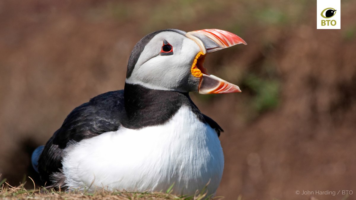 Puffin bills look bright to us, but did you know the parts that appear yellow glow under UV light? Birds have an extra type of cone cell in their retina that is sensitive to violet or UV light, so to them Puffin bills look more colourful than we can imagine! <a href="/BBCSpringwatch/">BBC Springwatch</a>