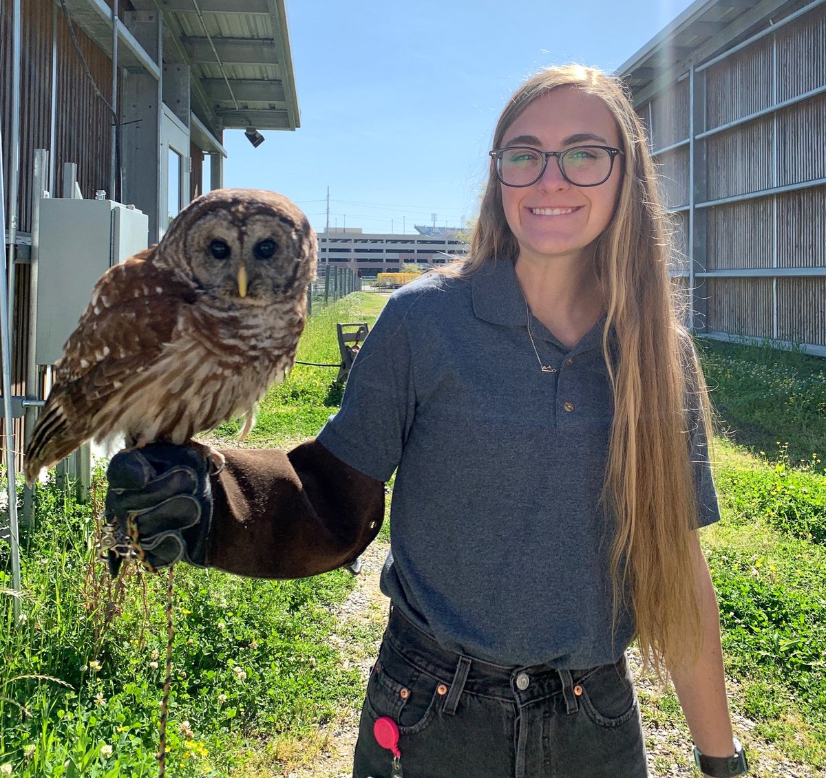 LSUVetMed's tweet photo. Happy #AdmittedDay to our resident barred owl, Waffle! One year ago, she presented to the hospital with bilateral lens luxation and retinal detachment. She is now part of our resident raptor team. Our wildlife programs protect Louisiana's most valuable treasures! #WeProtect #LSU https://t.co/3ZU65ML0eC