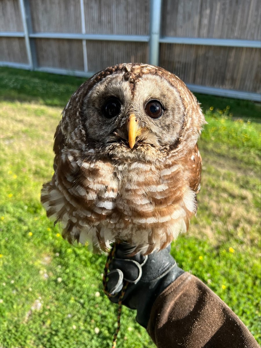 LSUVetMed's tweet photo. Happy #AdmittedDay to our resident barred owl, Waffle! One year ago, she presented to the hospital with bilateral lens luxation and retinal detachment. She is now part of our resident raptor team. Our wildlife programs protect Louisiana's most valuable treasures! #WeProtect #LSU https://t.co/3ZU65ML0eC