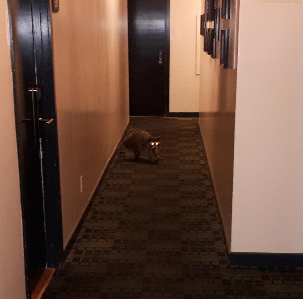 Had a stare-off with friend Raccoon last night in the Pirate Den at #PEQG22 🧐