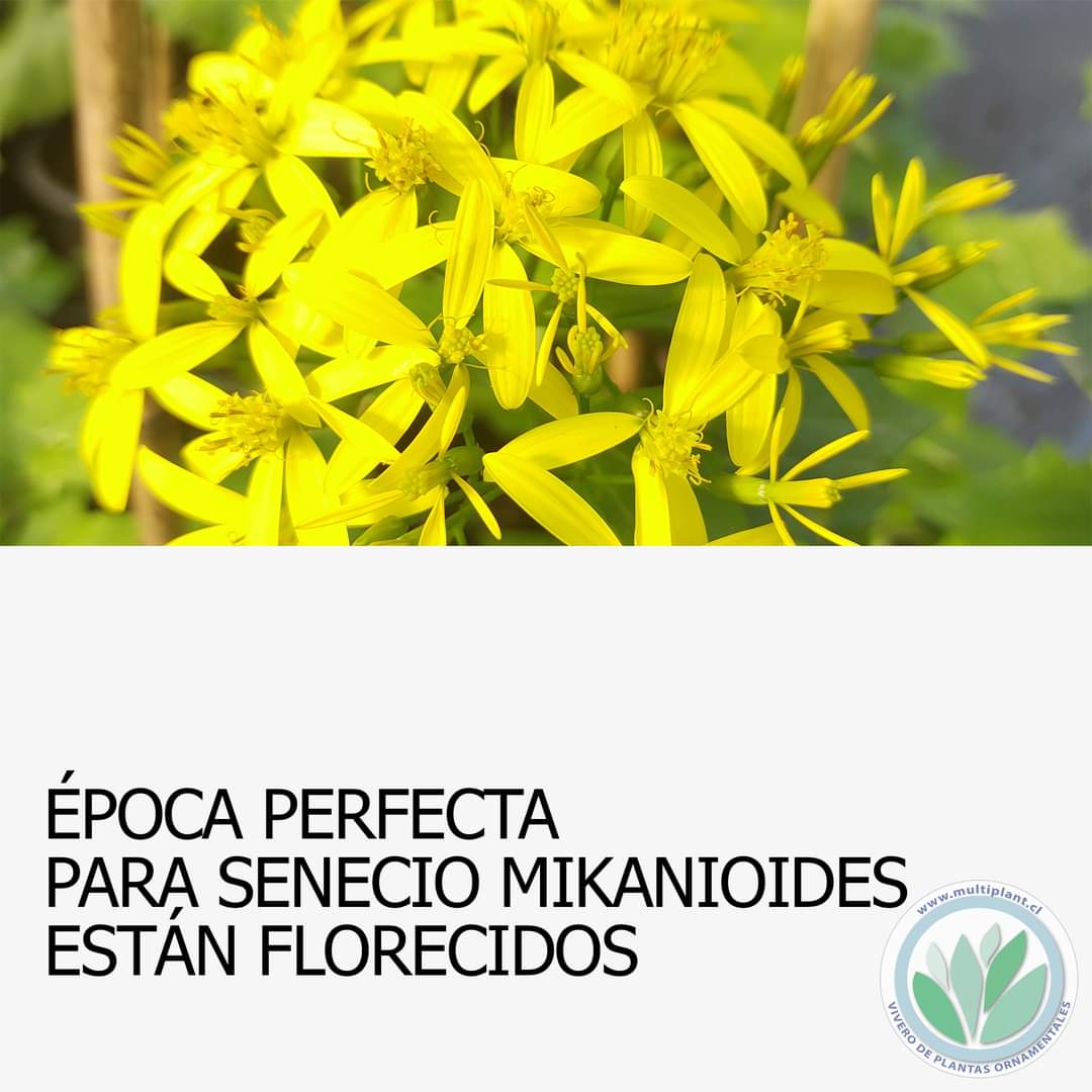 Multiplant1's tweet photo. #SenecioMikanioides #ViveroOnline #Multiplant https://t.co/moeHT6wlWK