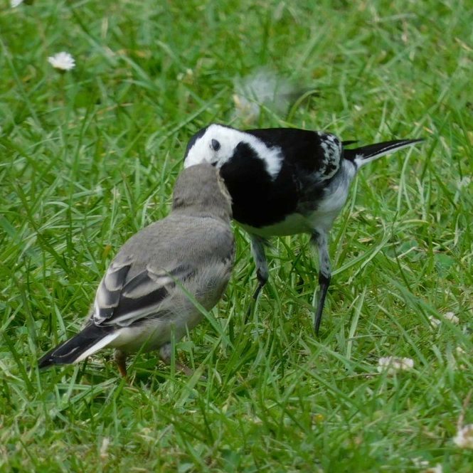 manhamonster's tweet photo. A gorgeous juvenile pied wagtail was waiting for some food
#birdphotography
#Springwatch
#MoreBirdsLessPolitics
#BirdsPhotography
#BirdsSeenIn2022 https://t.co/1z5fSDSKs9