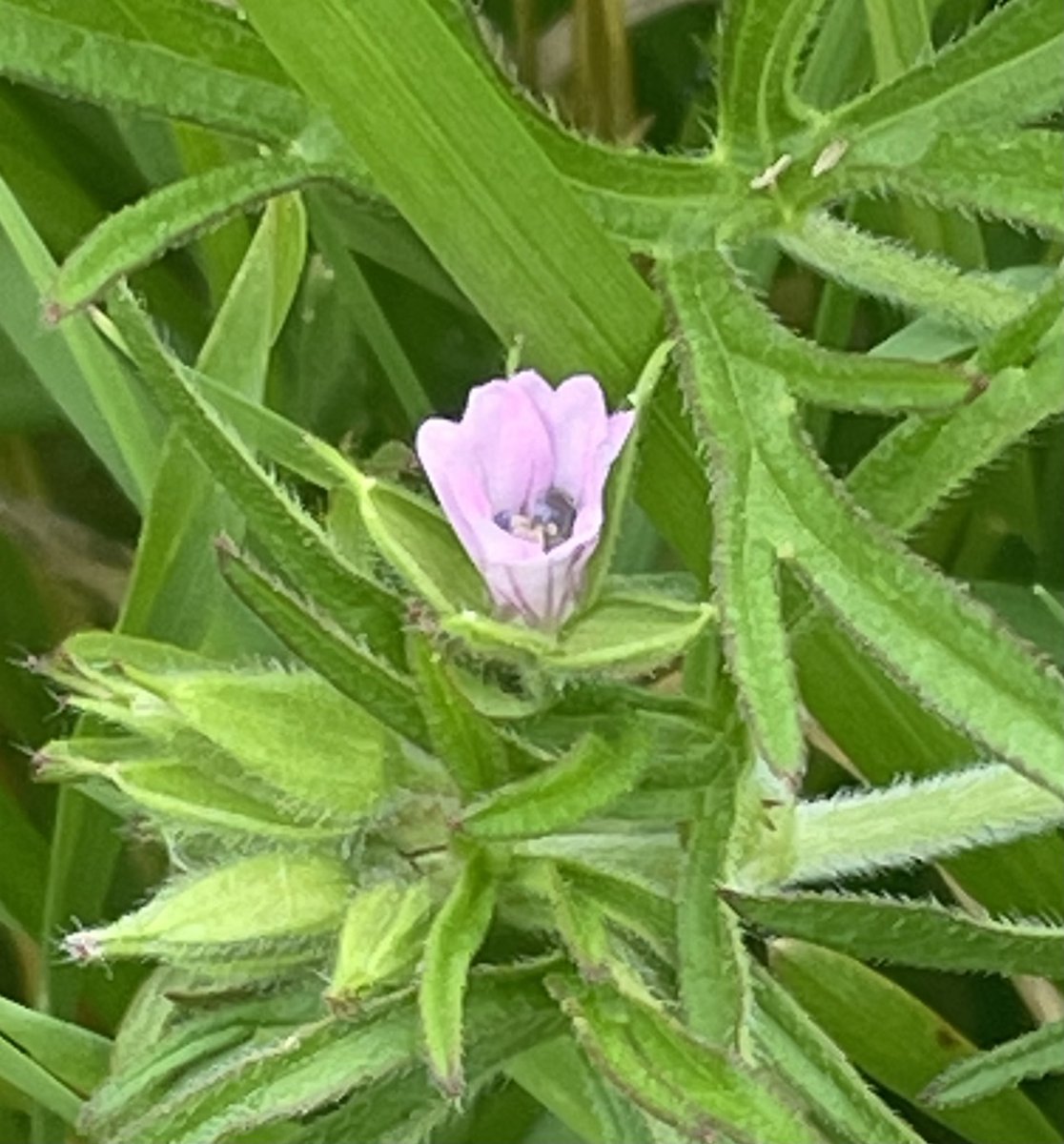 uncoolhelen's tweet photo. #30DaysWild 9: a tiny cut leaf geranium flower (spotted by @clarke_adie) and a very small caterpillar who hitched a lift on Daisy’s head! Caterpillar 🐛🌸 @30DaysWild @LGSpace #365dayswild @WiltsWildlife @365DaysWild #smallthings https://t.co/esagj7jonZ
