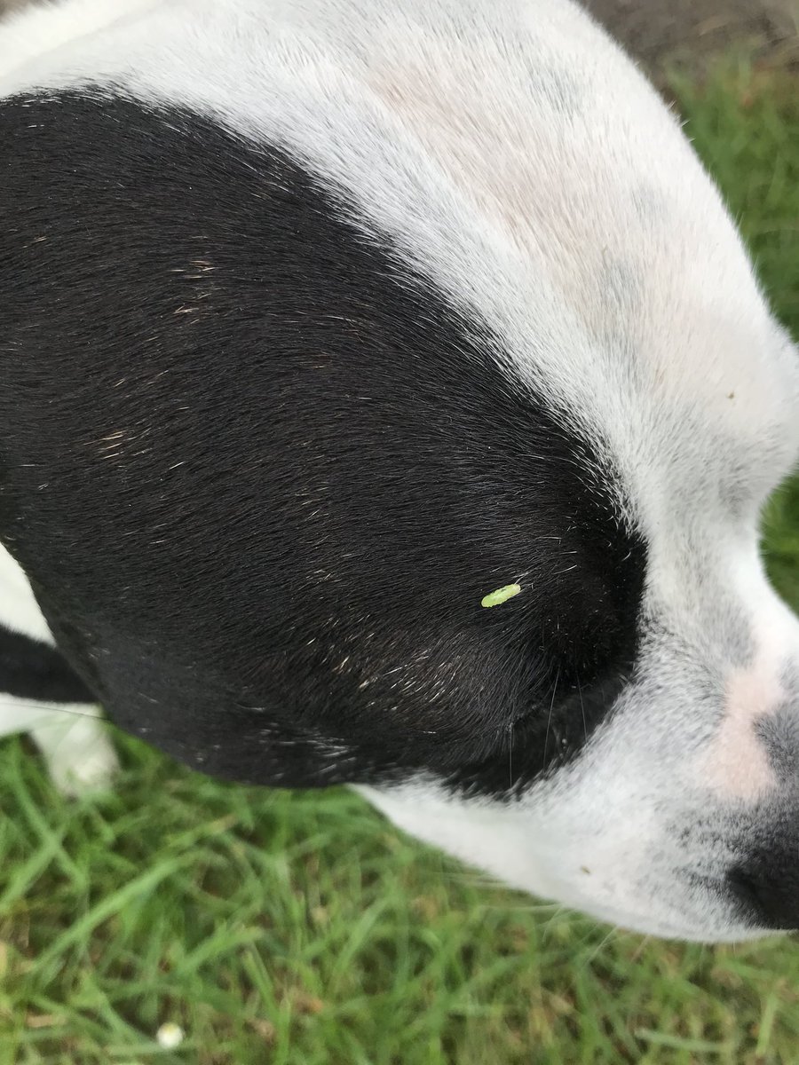 uncoolhelen's tweet photo. #30DaysWild 9: a tiny cut leaf geranium flower (spotted by @clarke_adie) and a very small caterpillar who hitched a lift on Daisy’s head! Caterpillar 🐛🌸 @30DaysWild @LGSpace #365dayswild @WiltsWildlife @365DaysWild #smallthings https://t.co/esagj7jonZ
