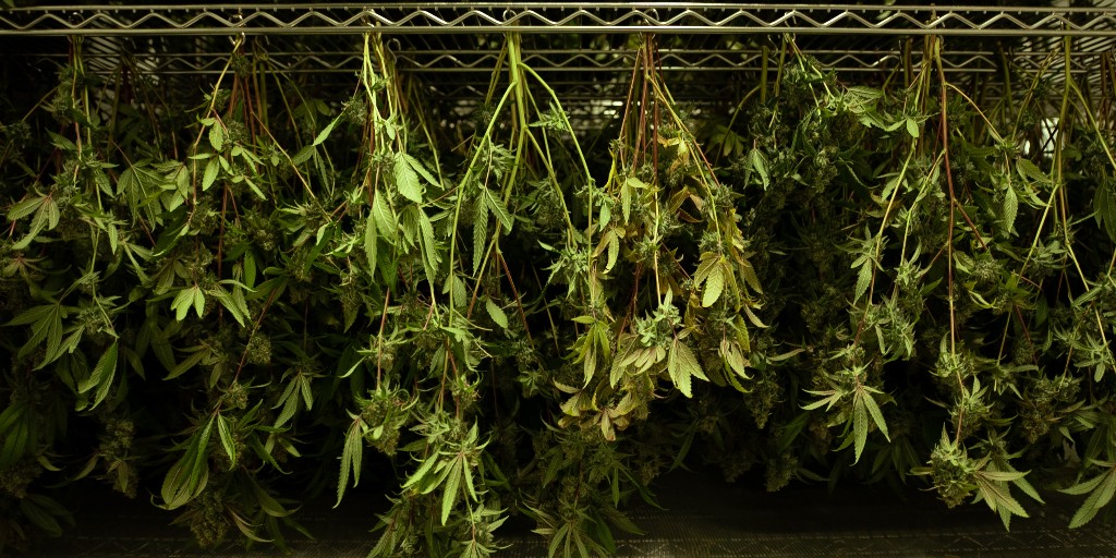 All our plants are hang-dried for a minimum of 10 days. No exceptions. No shortcuts. Big, milky #trichomes form when the plant reaches maturity. Our slow drying method preserves these delicate trichome heads – and all the essential #cannabinoids, flavonoids, and #terpenes. #BCbud