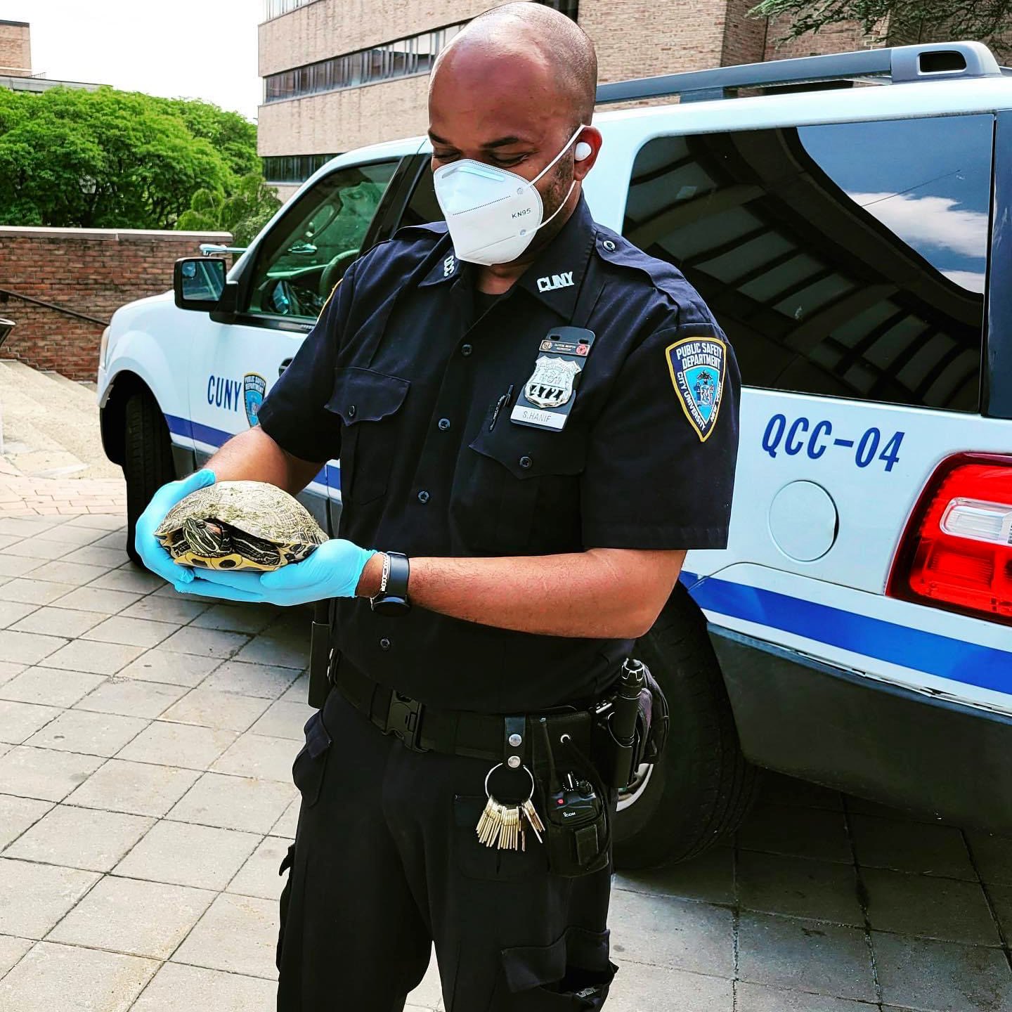 queensborough-cuny-on-twitter-move-over-tigers-may-june-is