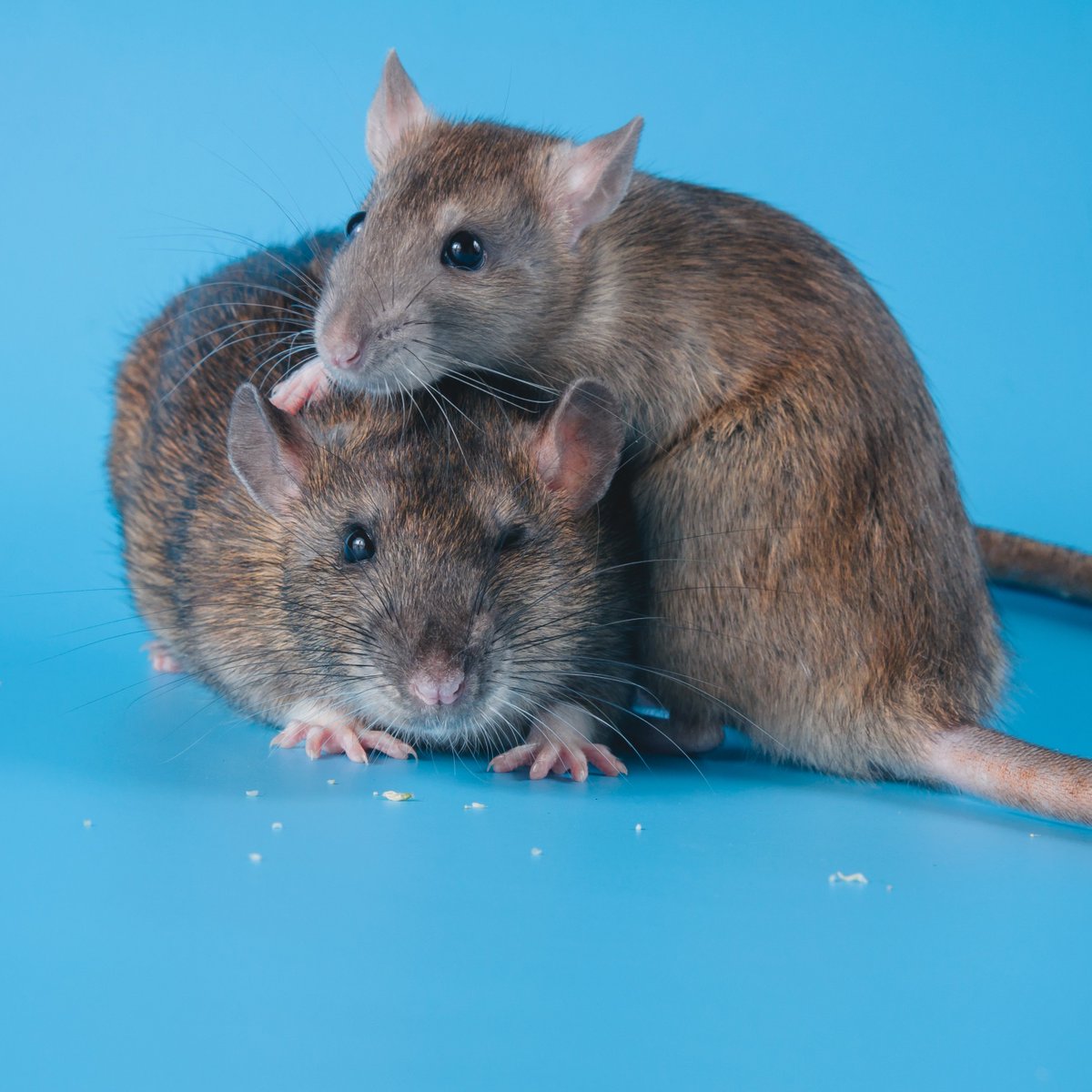 Contemp_Sci's tweet photo. #BreakingNews! The FDA Modernization Act of 2021 has passed the House! It was included as a rider to a larger #legislation, the Food and Drug Amendments of 2022. 
This will end the outdated mandate that all drugs must be tested on #animals &amp; will open the door for #innovation. https://t.co/F5Gb5Oc519