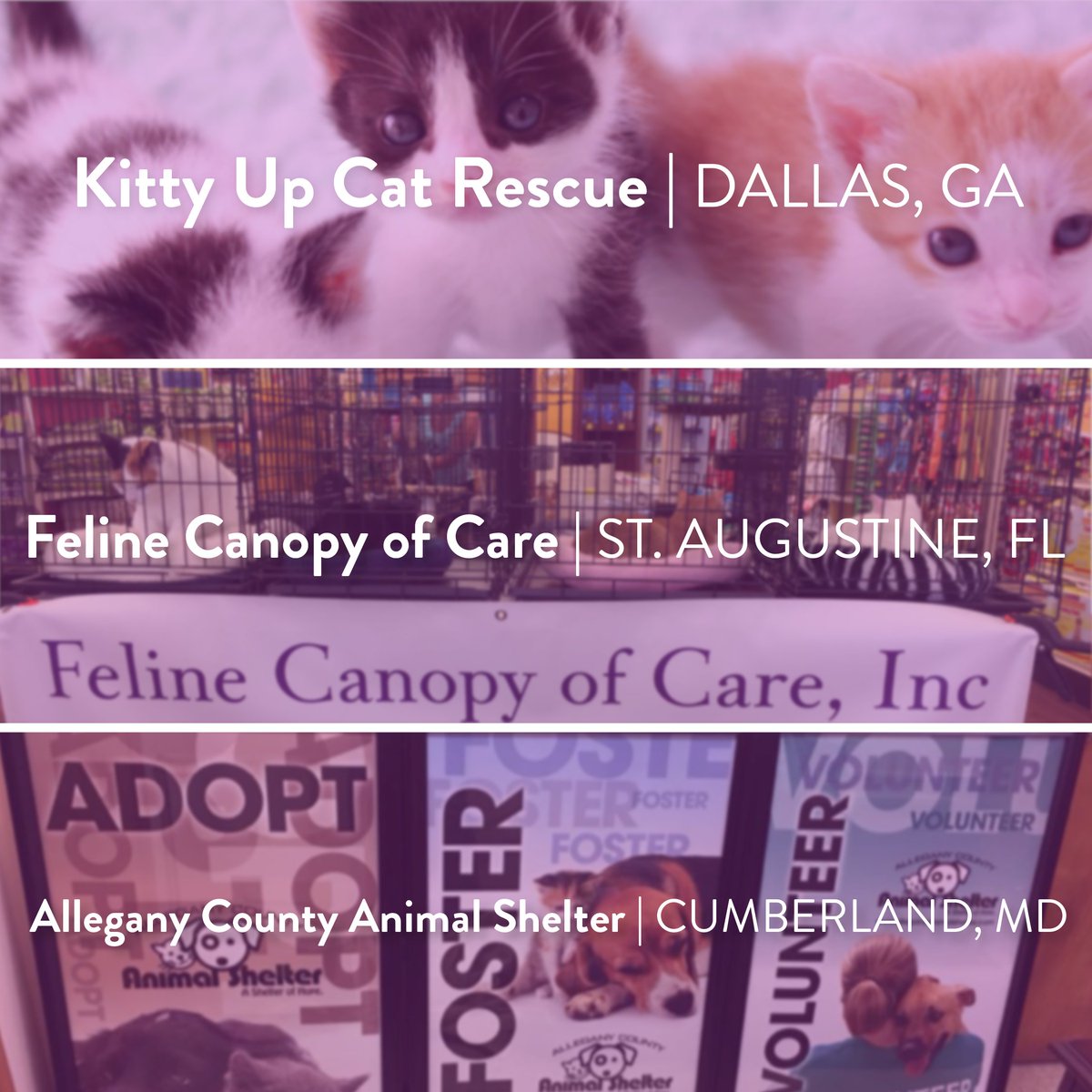 It's #PetAppreciationMonth! Check out all 3 shelter spotlight blogs! 🌟

Kitty Up Cat Rescue Shelter Spotlight: hubs.li/Q01ddQjc0
Feline Canopy of Care, Inc. Shelter Spotlight: hubs.li/Q01ddZ4P0
Allegany County Animal Shelter Shelter Spotlight: hubs.li/Q01ddS-m0