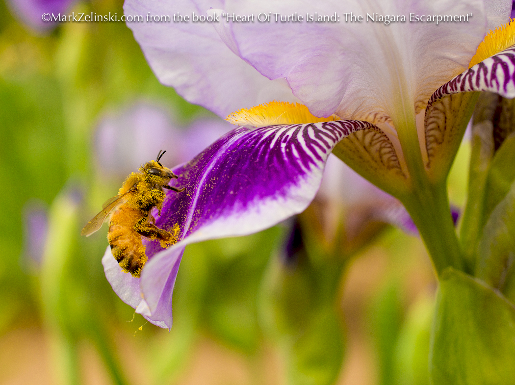 Mark Zelinski (@markzelinski) on Twitter photo Laden with pollen, a #HoneyBee visits an Iris <a href="/RBGCanada/">Royal Botanical Gardens</a>
From the books #HeartOfTurtleIsland and #CanadasRoyalGarden MarkZelinski.com/photography-bo… <a href="/C2Eecopark/">Cootes to Escarpment</a> <a href="/BurlingtonTour/">Tourism Burlington 🇨🇦</a> @ViewHamilton <a href="/henhere/">Halton Environmental Network</a> <a href="/Hamilton_CA/">Hamilton CA</a> <a href="/OCAD/">OCAD University</a> <a href="/RCGS_SGRC/">Royal Canadian Geographical Society</a> <a href="/NCC_CNC/">NatureConservancy.ca | Conservationdelanature.ca</a> @HaltonMGs <a href="/akgtCanada/">A Kids' Guide Canada</a> <a href="/CanGeo/">Canadian Geographic</a>
<a href="/BruceTrail_BTC/">Bruce Trail Conservancy</a> Laden with pollen, a #HoneyBee visits an Iris <a href="/RBGCanada/">Royal Botanical Gardens</a>
From the books #HeartOfTurtleIsland and #CanadasRoyalGarden MarkZelinski.com/photography-bo… <a href="/C2Eecopark/">Cootes to Escarpment</a> <a href="/BurlingtonTour/">Tourism Burlington 🇨🇦</a> @ViewHamilton <a href="/henhere/">Halton Environmental Network</a> <a href="/Hamilton_CA/">Hamilton CA</a> <a href="/OCAD/">OCAD University</a> <a href="/RCGS_SGRC/">Royal Canadian Geographical Society</a> <a href="/NCC_CNC/">NatureConservancy.ca | Conservationdelanature.ca</a> @HaltonMGs <a href="/akgtCanada/">A Kids' Guide Canada</a> <a href="/CanGeo/">Canadian Geographic</a>
<a href="/BruceTrail_BTC/">Bruce Trail Conservancy</a>