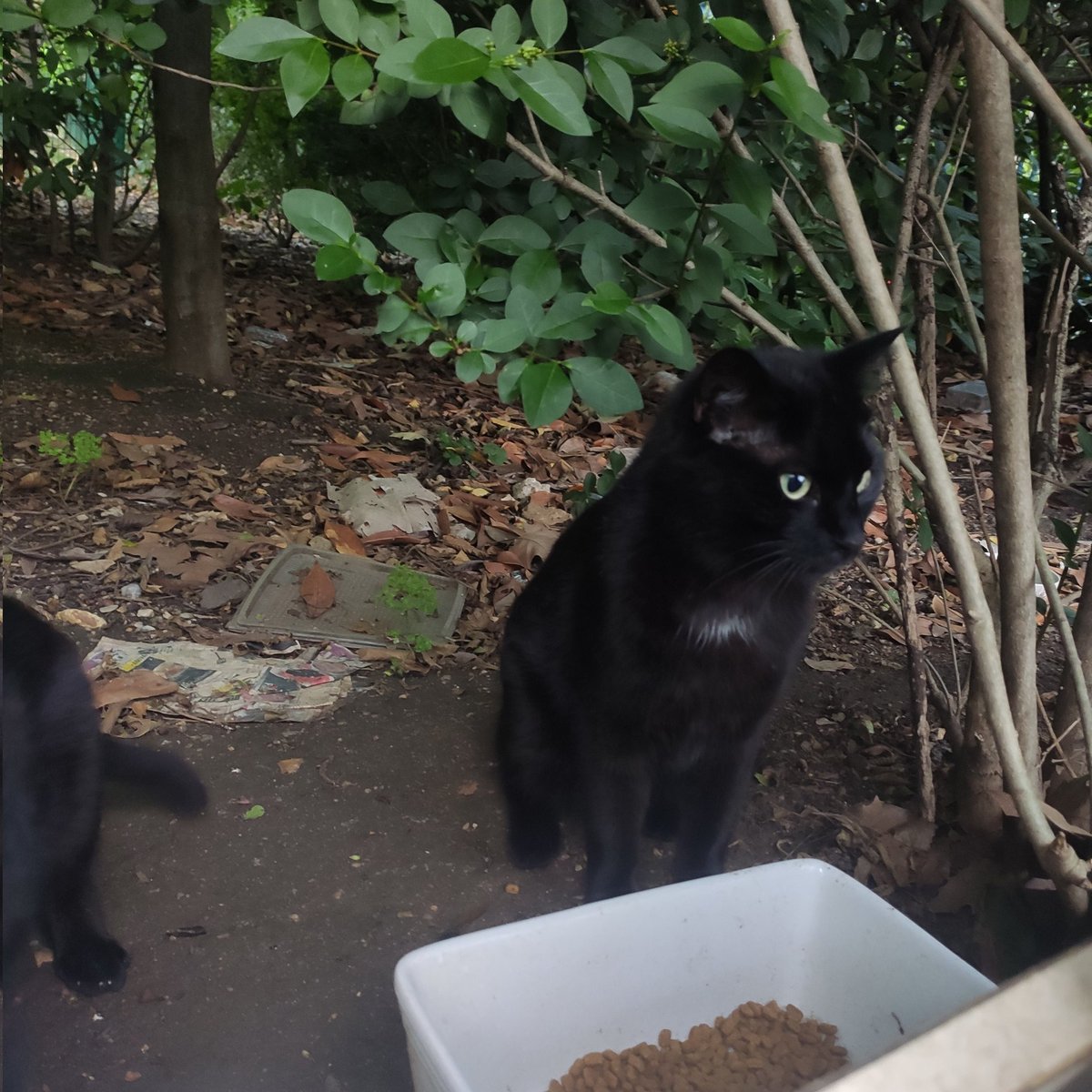 BoubaCie's tweet photo. #chatslibres Site M #Paris13
Sakura et Pimpon https://t.co/Ma02QQa90k