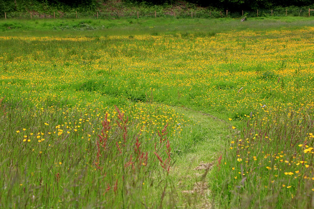 Cudwell meadow looking good this time of year.