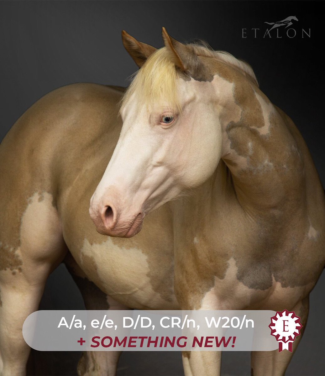 The saga continues! Say hello to our dynamite mare, CBC DUN N TNT. She carries the same genetic variant as our mystery foal! Is she helping you paint the picture as to what that might be? Stay tuned 😉 #ShowOffYourGenes #EtalonDx etalondx.com