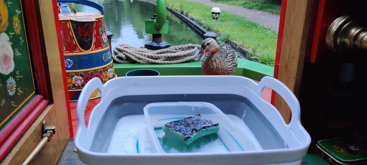 narrowcruising's tweet image. Offering to help with the washing up????😆😆 #wildlife on the #canals