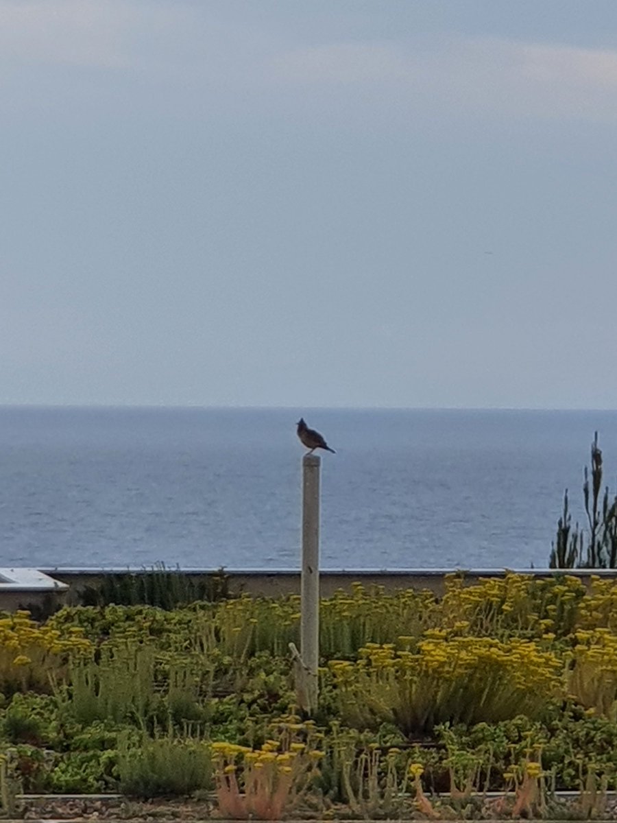 Blueylewy's tweet photo. @CarlBovisNature it's a poor photo but any ideas what this bird could be? We are in Greece and we thought it may be a Crested Tit but it's likely too big https://t.co/gmcF8WOLaW