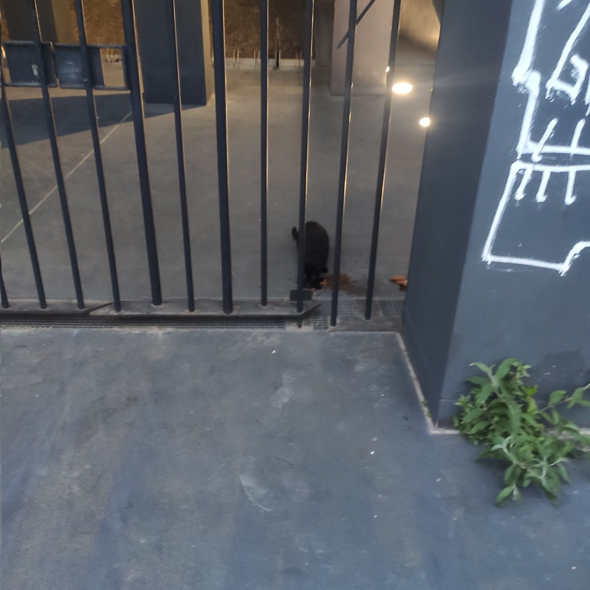 BoubaCie's tweet photo. #chatslibres #Paris13
Chantier
Nougatine Nini RikikiNoire et Caramel https://t.co/hSrOyKamLX