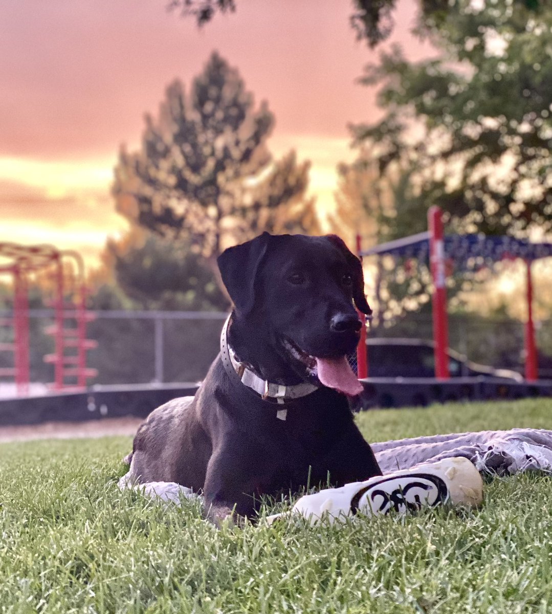 As the weather warms up I can’t wait to get outside with Penny The Lab. #petappreciationweek