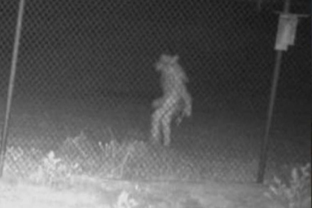 nypost's tweet image. Terrifying picture shows unidentified creature roaming Texas zoo trib.al/emJRg4h