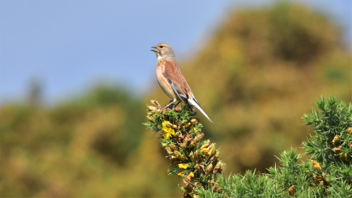 NthNorfolk's tweet photo. "Upon this leafy bush.
With thorns and roses in it,
Flutters a thing of light,
A twittering Linnet.
And all the throbbing world,
Of dew and sun and air,
By this small parcel of life
Is made more fair... ."

Walter de la Mare.

Photo by @RoyalCromer golf course.

@mrjamesmayhew https://t.co/Qvy7B5p3yb
