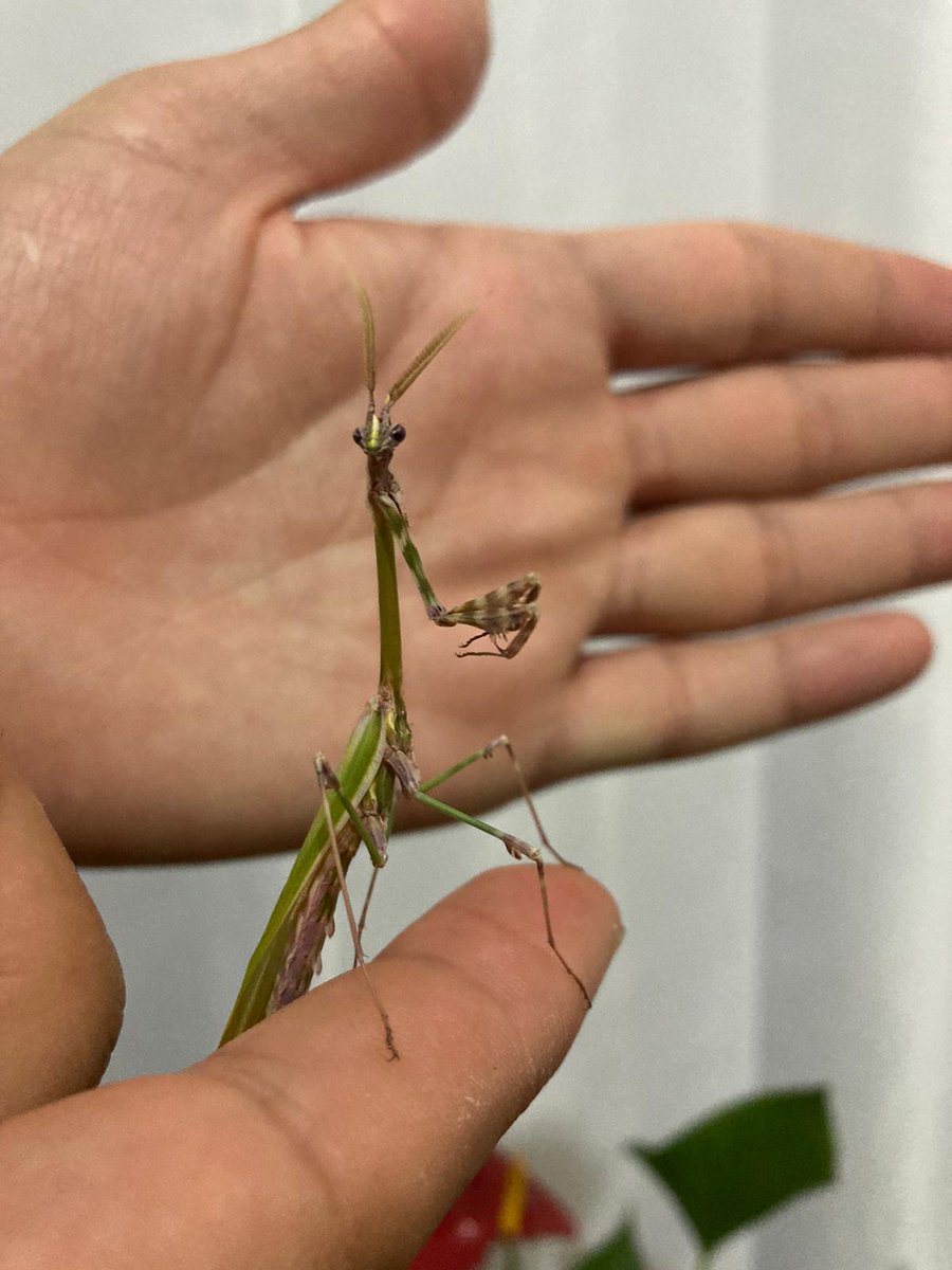 Bu geceki tatlı misafirimiz  Empusa sp.?
#hangitür  Kulp/Diyarbakır
#Kulpfaunası
<a href="/AbdulcebarSineg/">cebar şineğu</a> ❤️