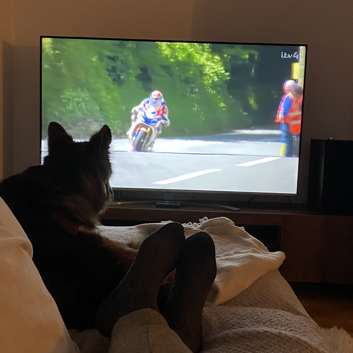 Definitely have the right office dog! 🐕 … glued to the <a href="/ttracesofficial/">Isle of Man TT Races</a> programme! 🏍 ❤️  … haven’t the heart to tell her it’s 2019 supersport race 😂 #iomtt #IOMTT22