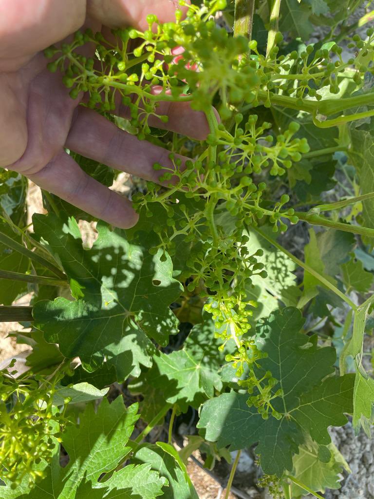 BodegasMitarte's tweet photo. •Y todo cicló tiene su momento y todo momento su ciclo 

•Nuestra viña de las “FUENTECILLAS ” 

•Esto tiene buena pinta y lo sabes 

#labastida #riojaalavesa #wine #winelover #lavid #cuanegra #lasecreta #entrepeñas #tatos #bymitarte https://t.co/WNYuEFouzE
